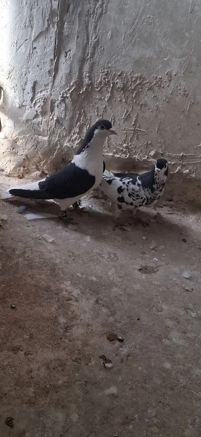 کفتر|پرنده|مشهد, محمدآباد|دیوار
