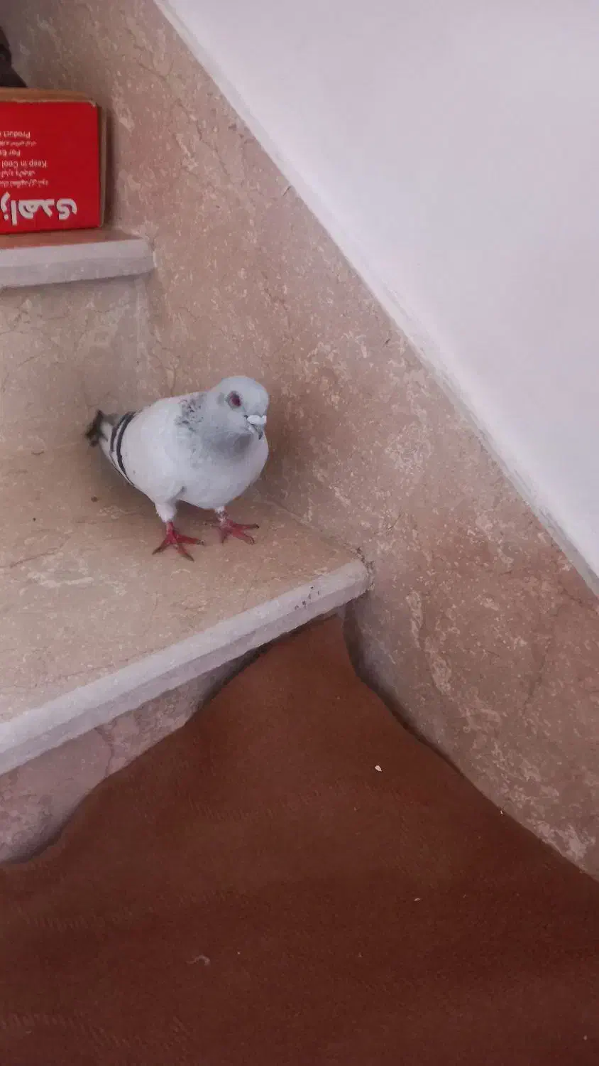 شامی نر|پرنده|میاندوآب, |دیوار