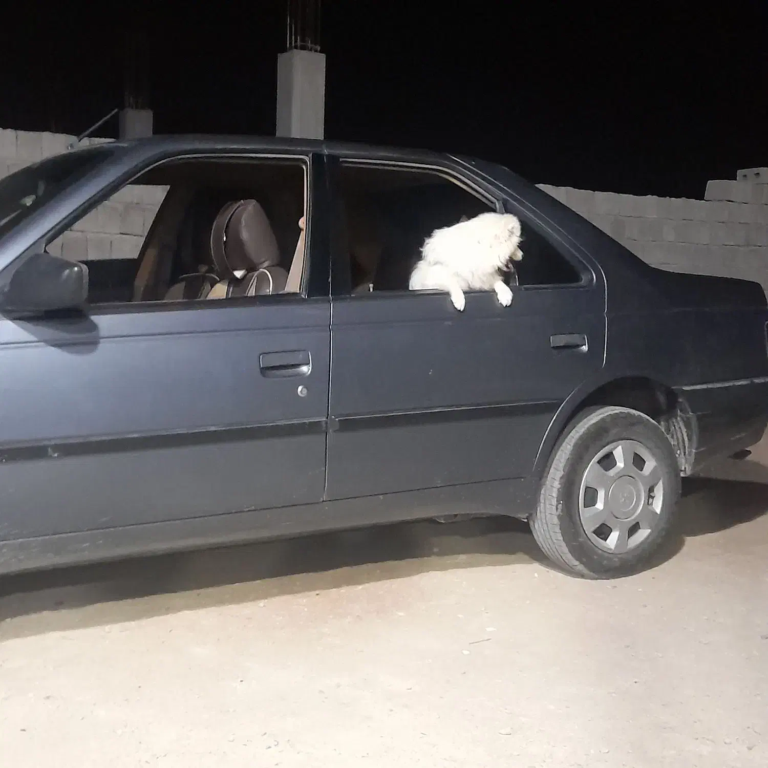 سگ پشمی|سگ|قشم, |دیوار