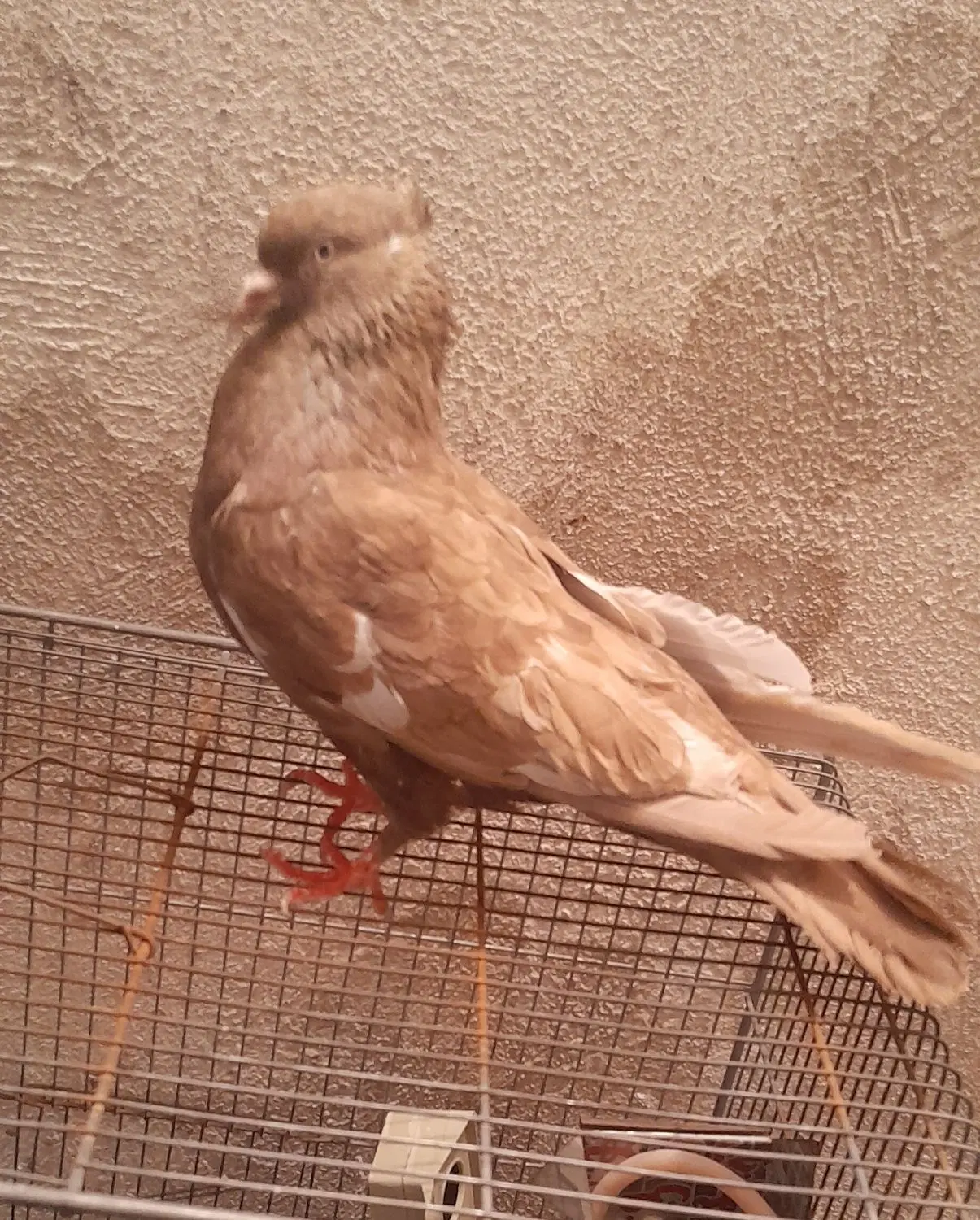 کفتر|پرنده|دورود, |دیوار