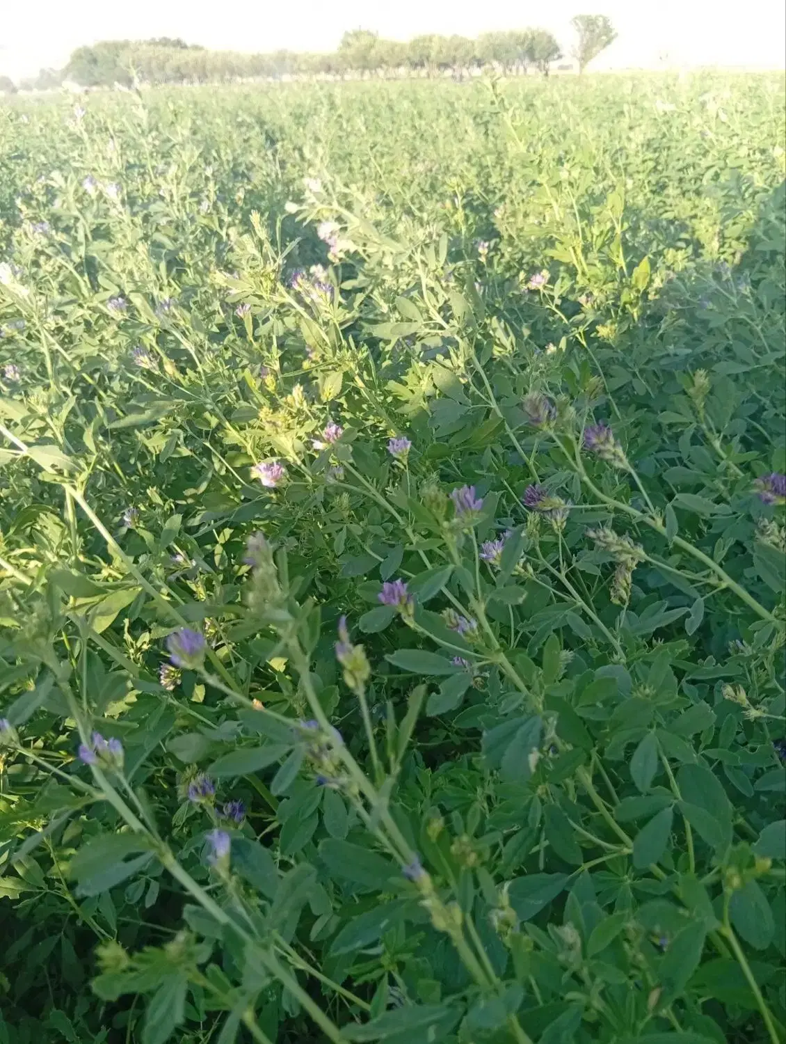یونجه|خدمات باغبانی و درختکاری|قیدار, |دیوار