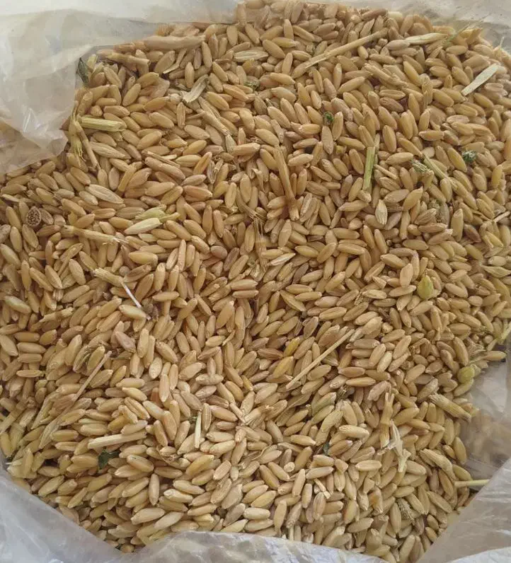 گندم دیمی|خوردنی و آشامیدنی|زنده رود, |دیوار