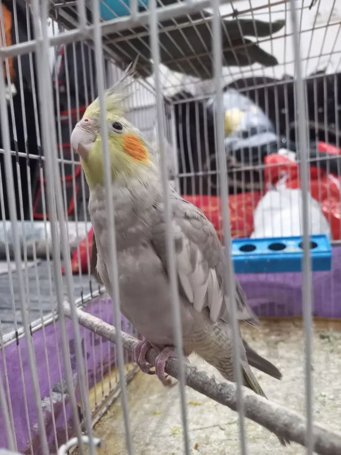 عروس هلندی|پرنده|آران و بیدگل, |دیوار