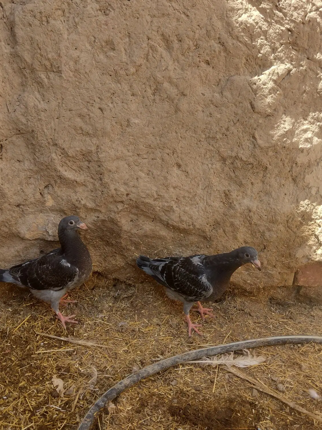 کبوتر|پرنده|زابل, |دیوار