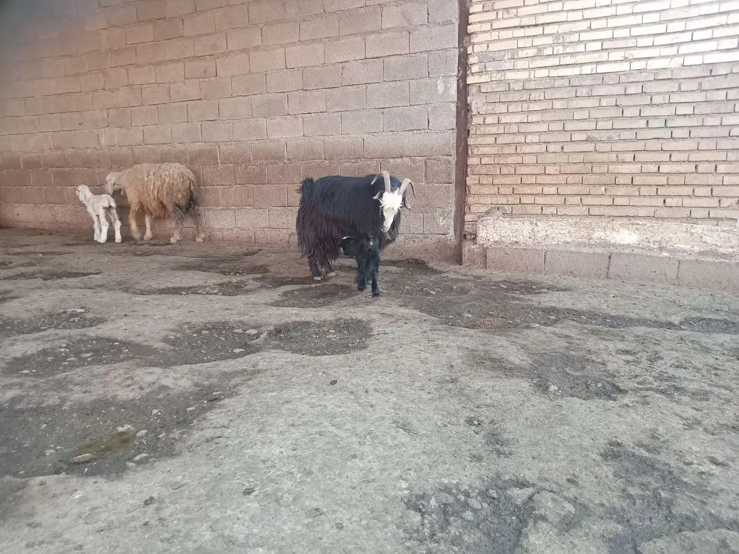 بزغاله|حیوانات مزرعه|دزفول, |دیوار