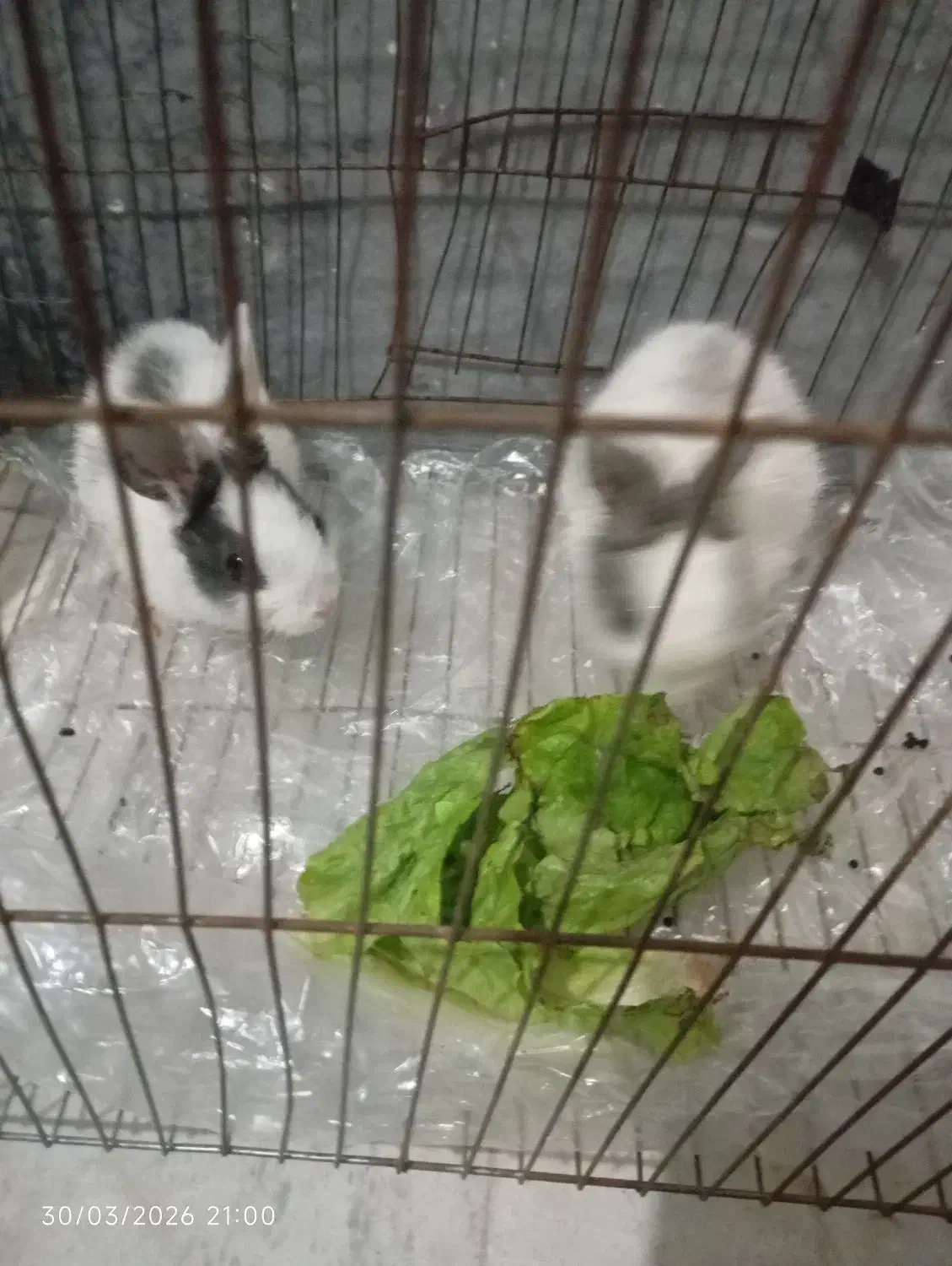 خرگوش|موش و خرگوش|قزوین, |دیوار