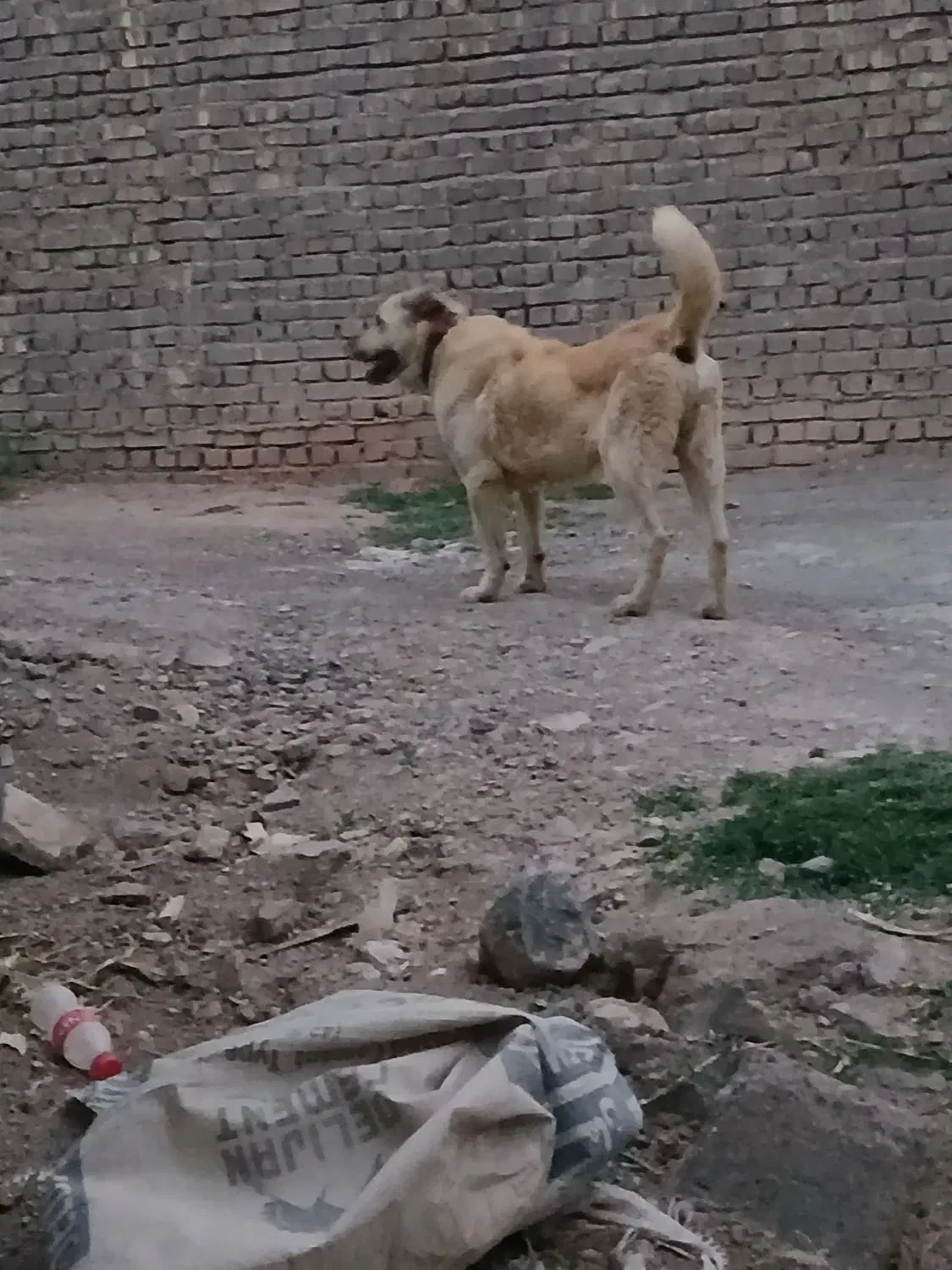 سگ عراقی|سگ|کهک, |دیوار