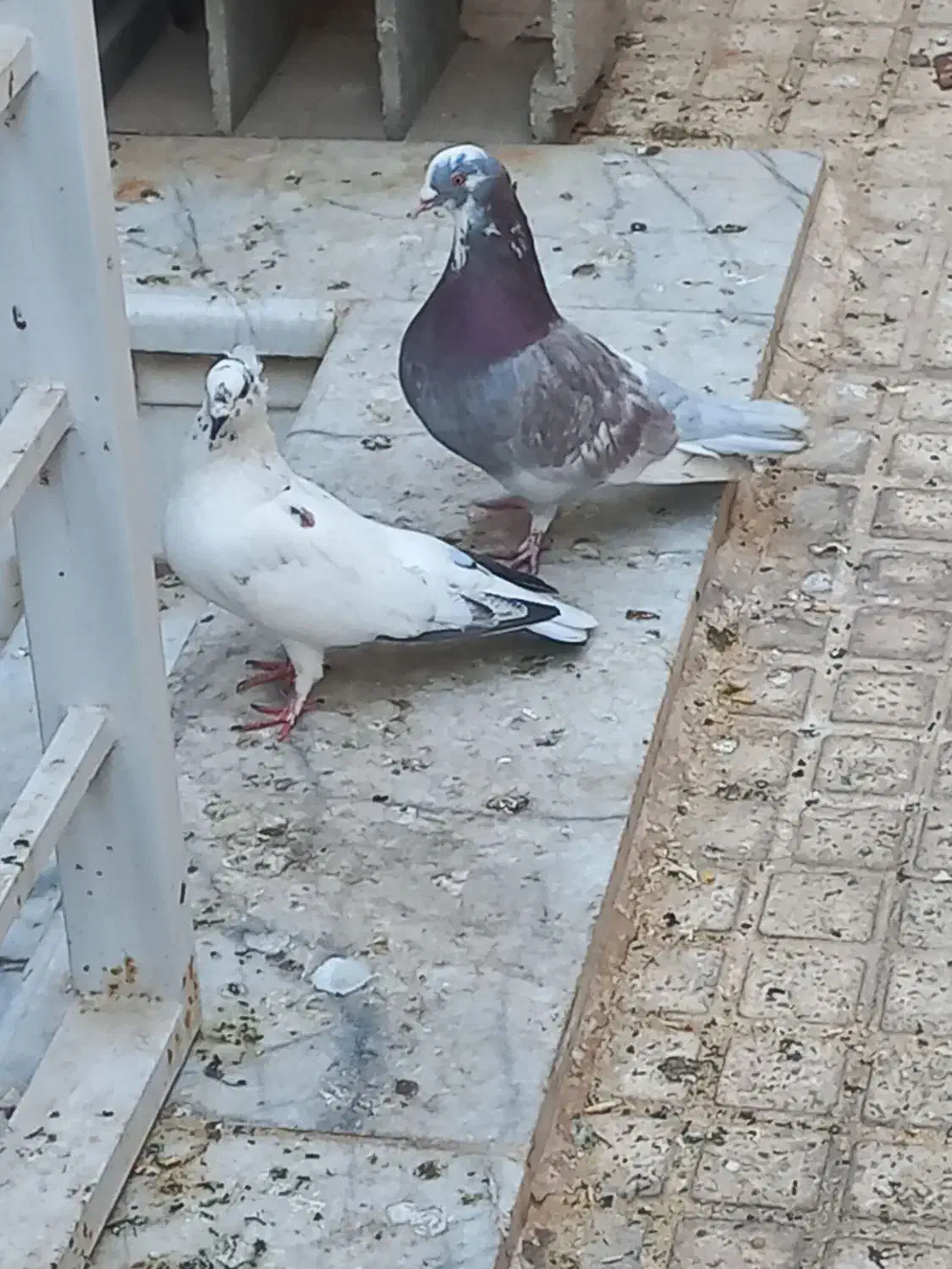 کفتر|پرنده|یزد, |دیوار