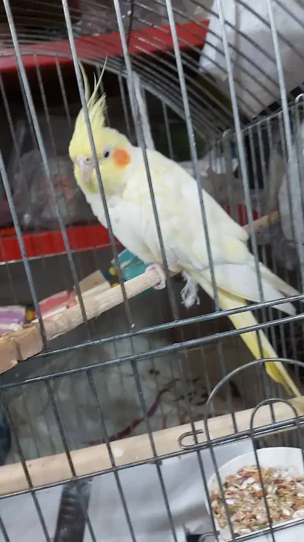 عروس هلندی|پرنده|تهران, حر|دیوار