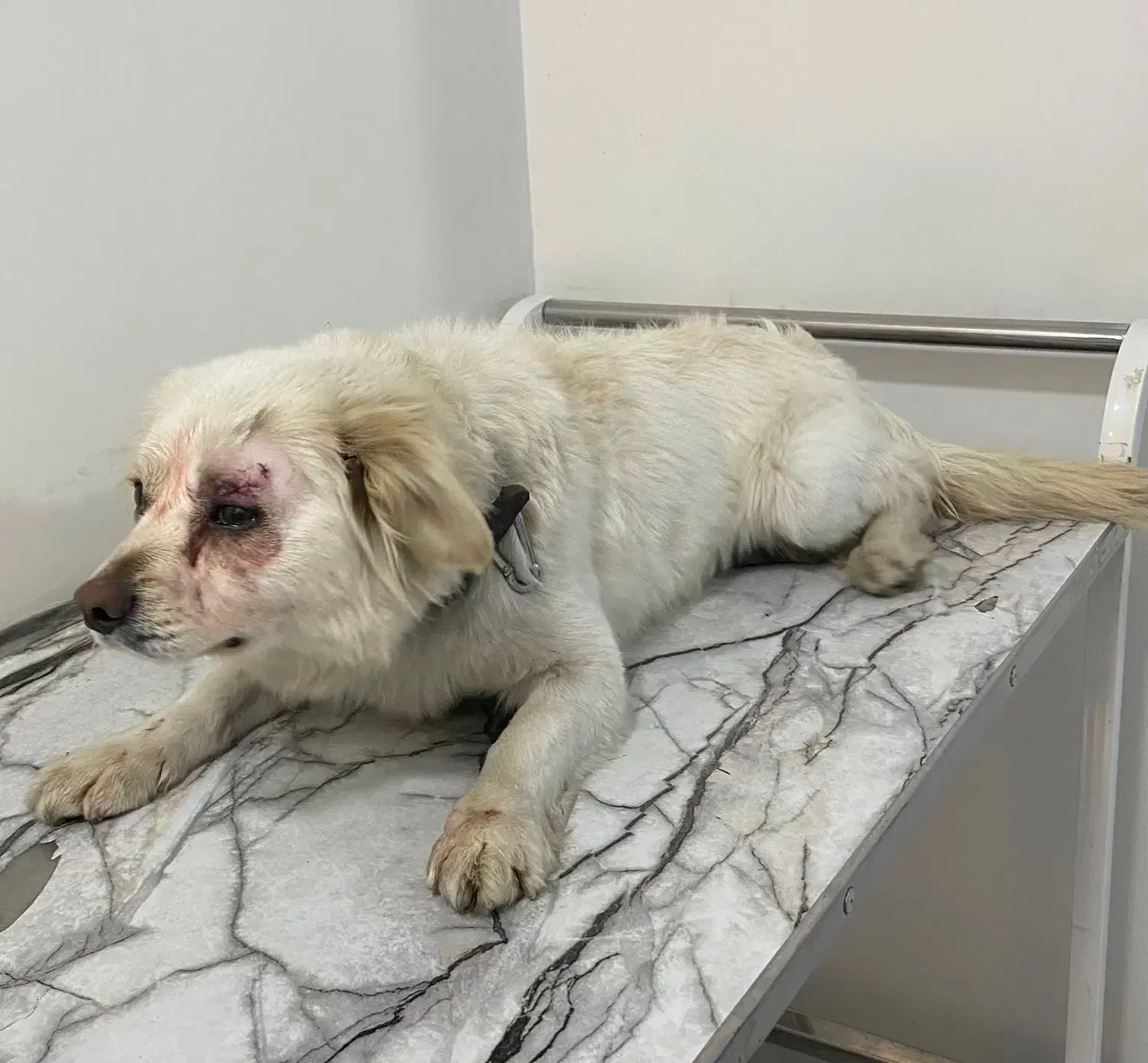 سگ peyda shode|سگ|کرج, گلشهر|دیوار