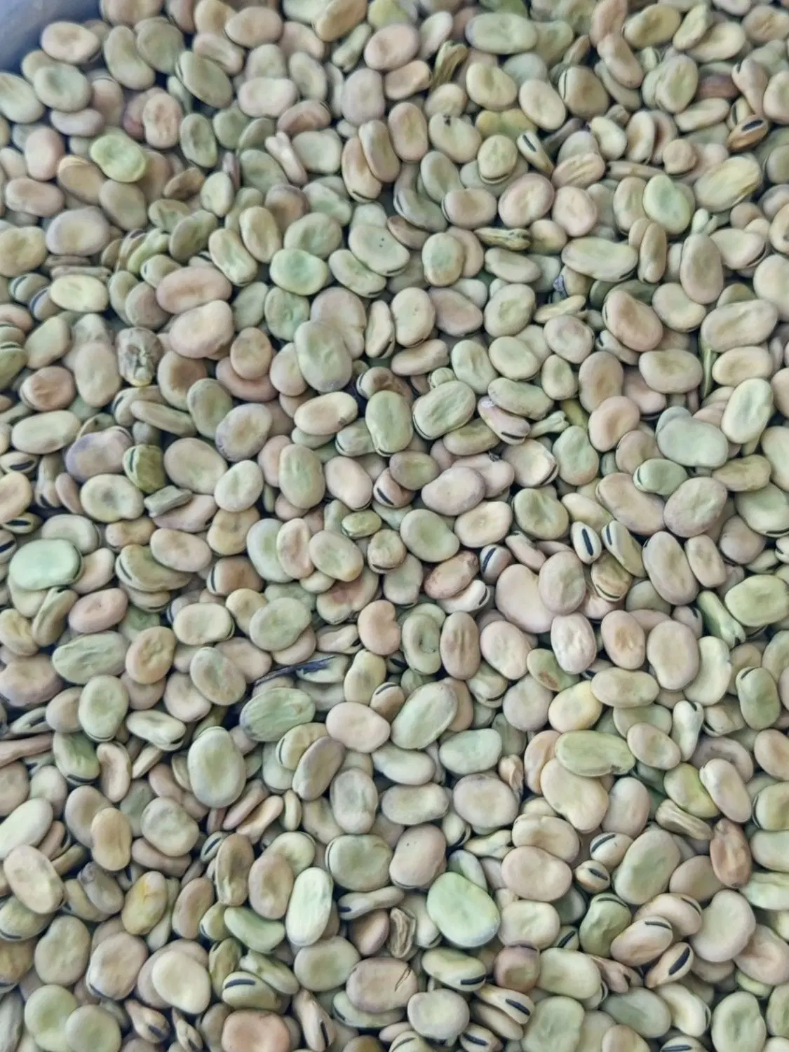باقلا|خوردنی و آشامیدنی|شیراز, محمدیه|دیوار