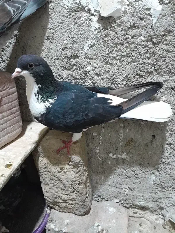 ۱۶۵۰۰۰۰|پرنده|شیروان (خراسان), |دیوار