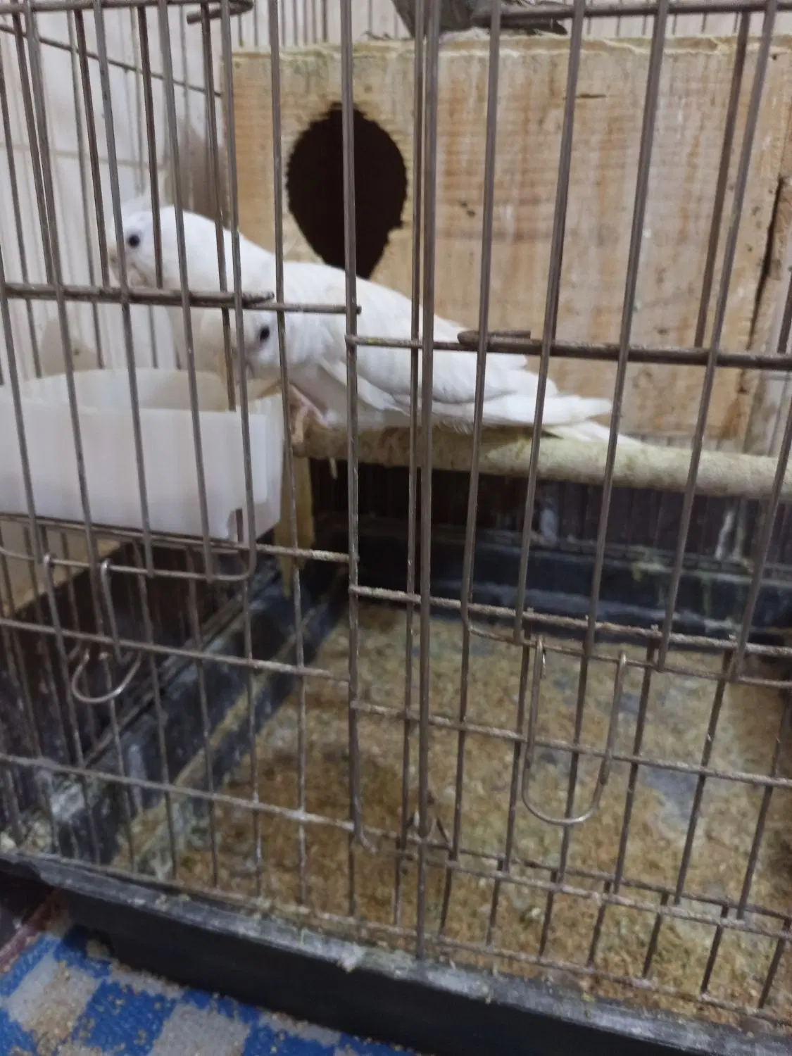 خورموج|پرنده|خورموج, |دیوار
