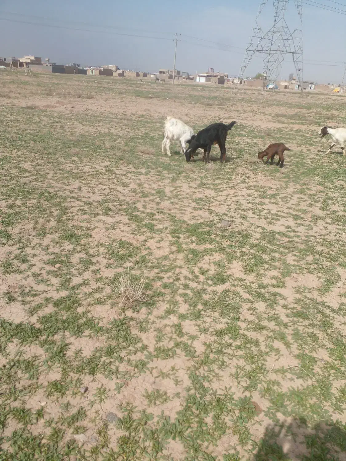 بز زاییده|حیوانات مزرعه|تربت جام, کشتارگاه|دیوار