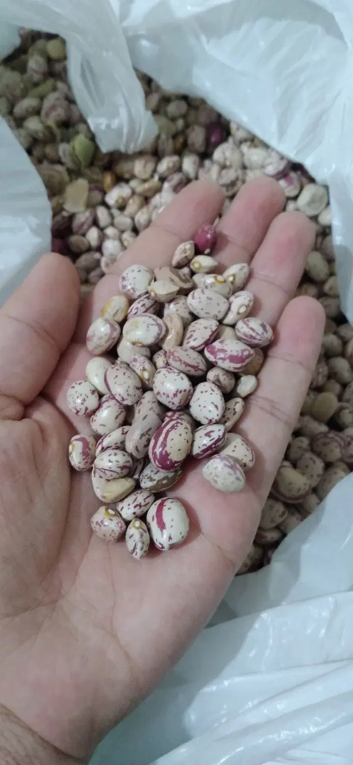 لوبیا چیتی|عمده‌فروشی|مرودشت, ژیان|دیوار