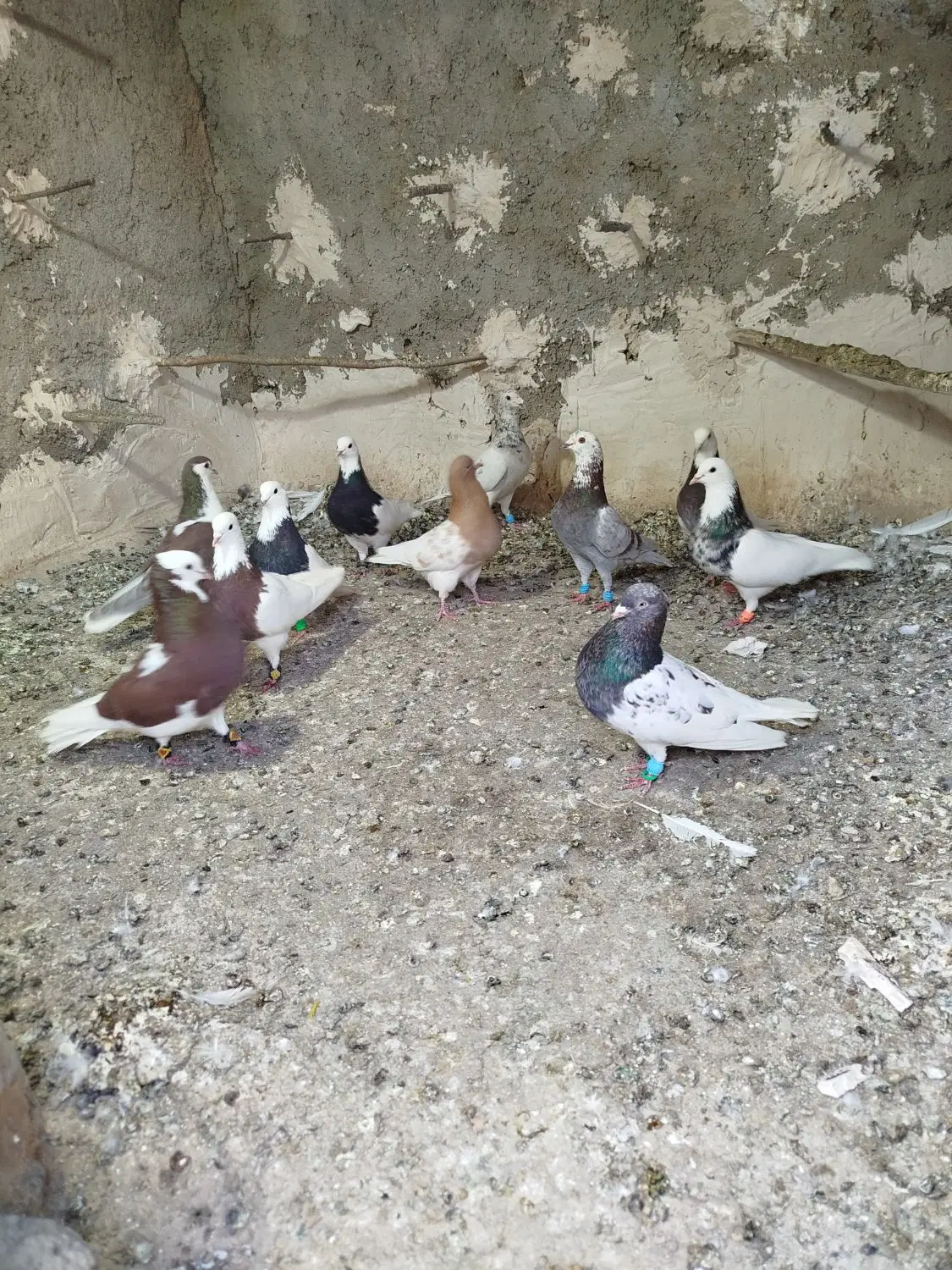 طوقی|پرنده|شیروان (خراسان), |دیوار