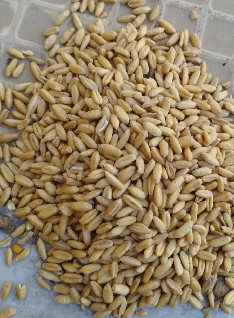 گندم دیم وابی وماشک واوره|خوردنی و آشامیدنی|داران, |دیوار