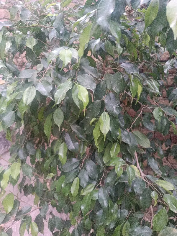 گل خانگی|گل و گیاه طبیعی|ارومیه, |دیوار