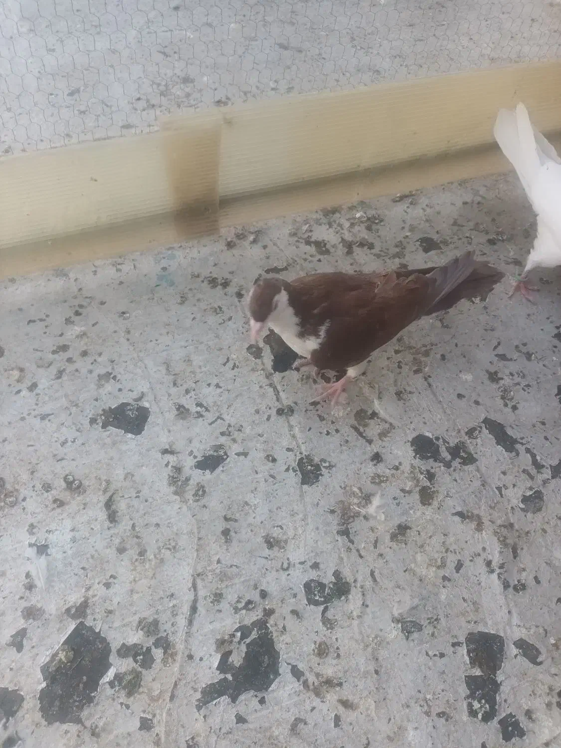 دوعددزینتی|پرنده|قم, ناصردیوان|دیوار