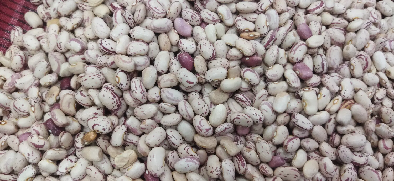 لوبیا چیتی|خوردنی و آشامیدنی|مریوان, |دیوار