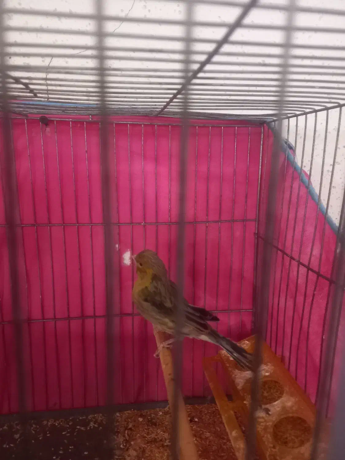 قناری|پرنده|قم, ولیعصر|دیوار