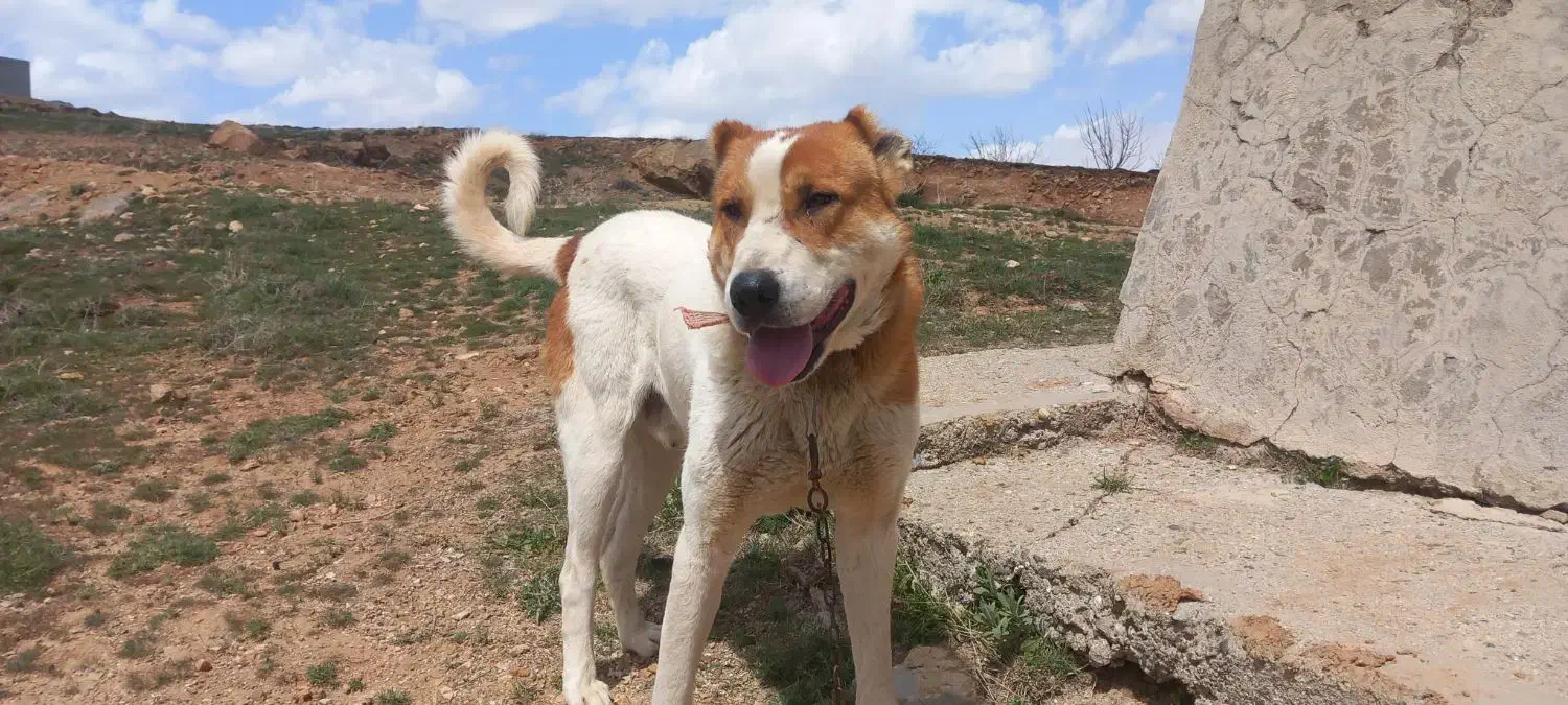 سگ.|سگ|بروجرد, |دیوار