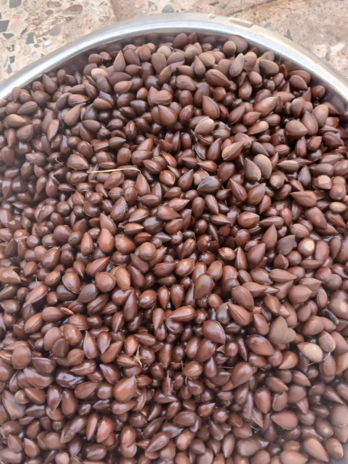 صبا|خوردنی و آشامیدنی|مسجد سلیمان, |دیوار