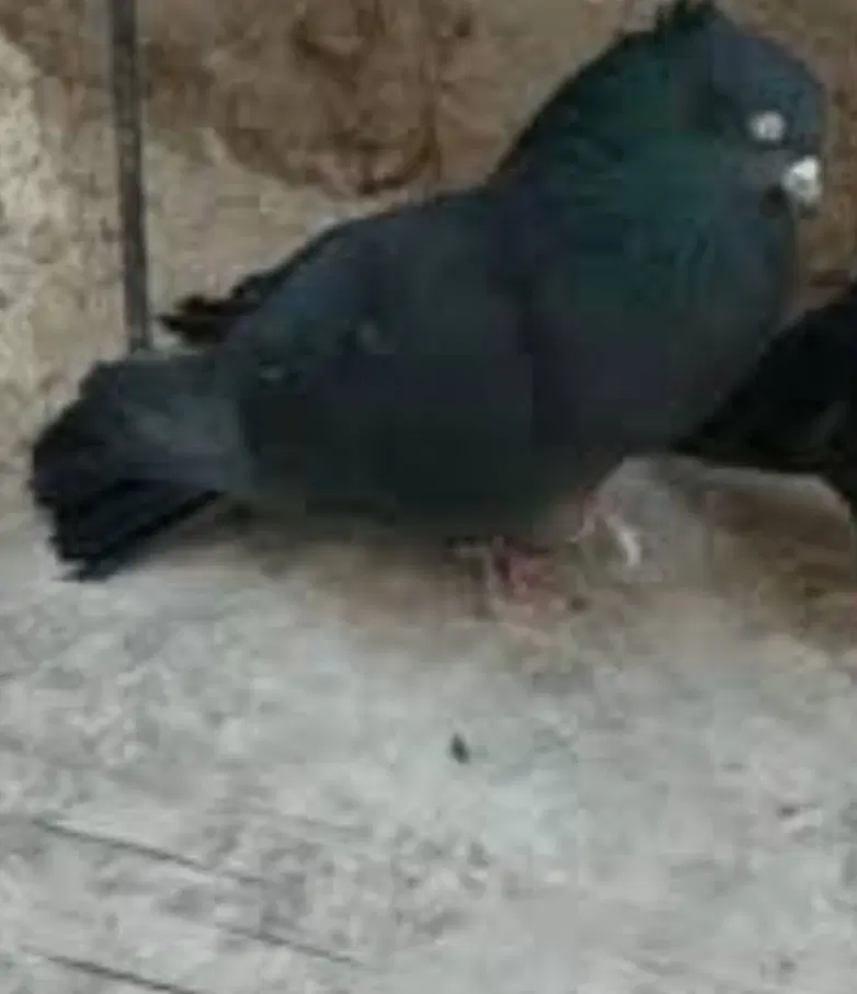 کفتر|پرنده|چرام, |دیوار