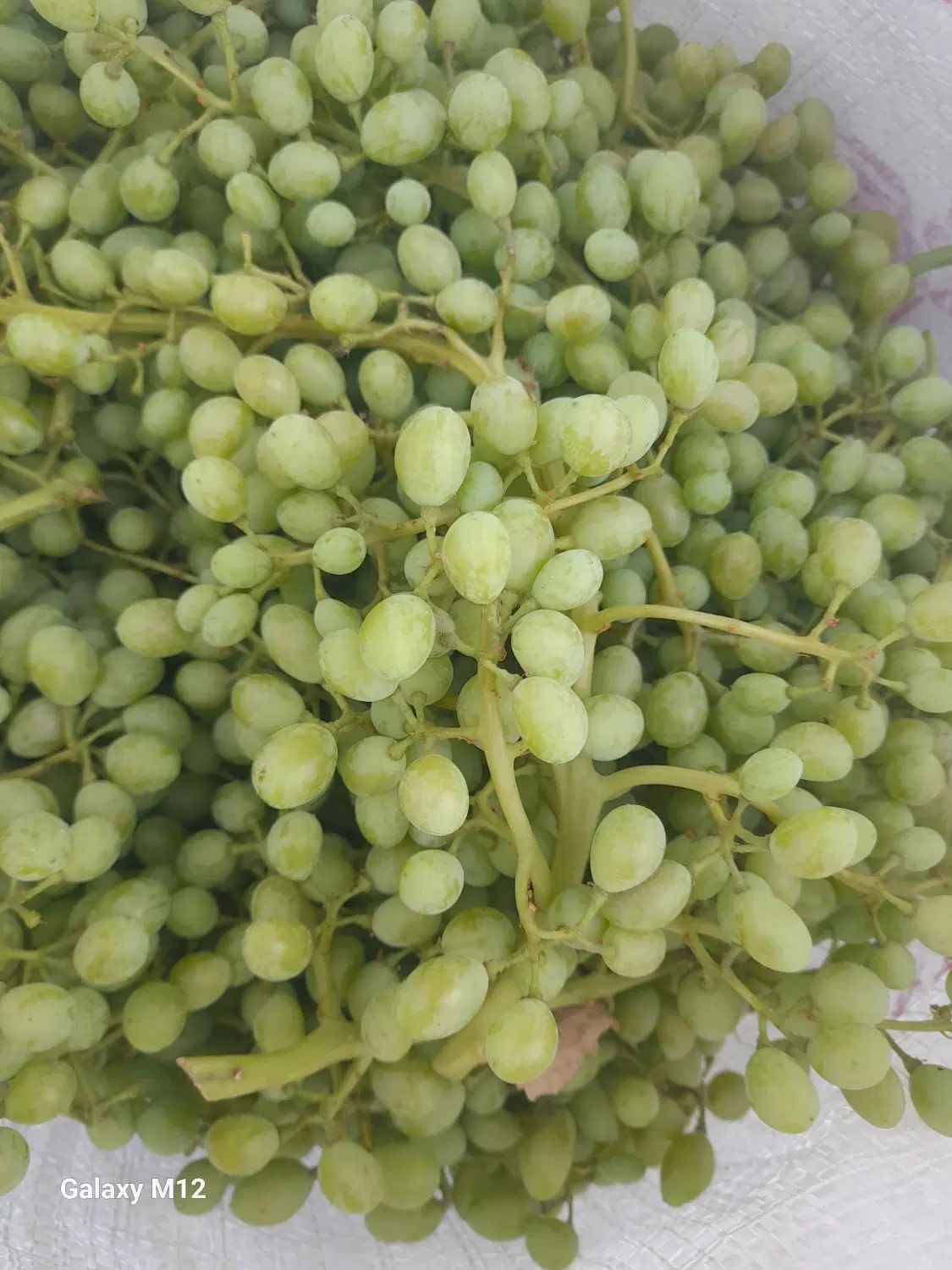 غوره|عمدهفروشی|کنگاور, |دیوار