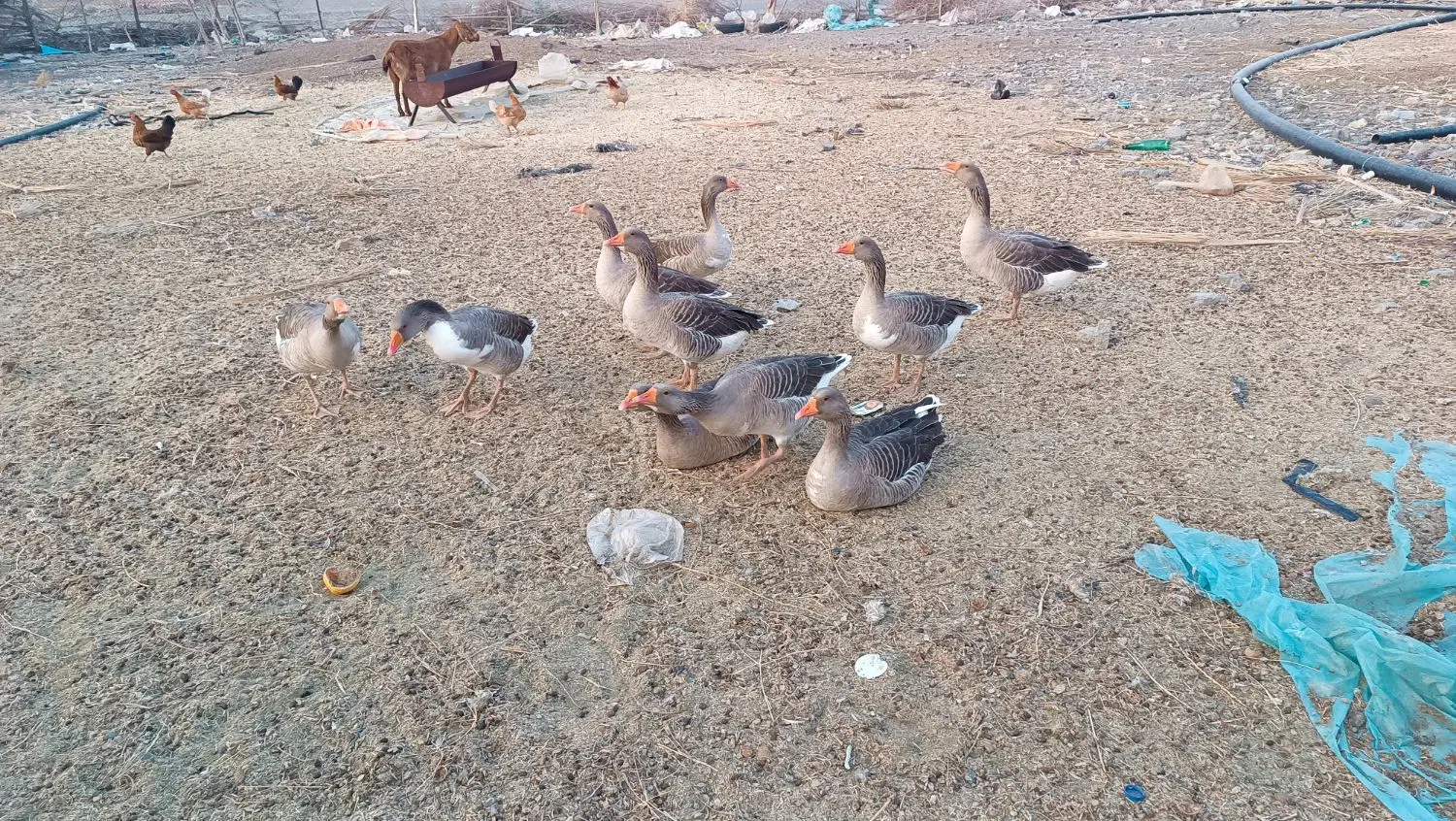 پرنده|حیوانات مزرعه|کهنوج, |دیوار