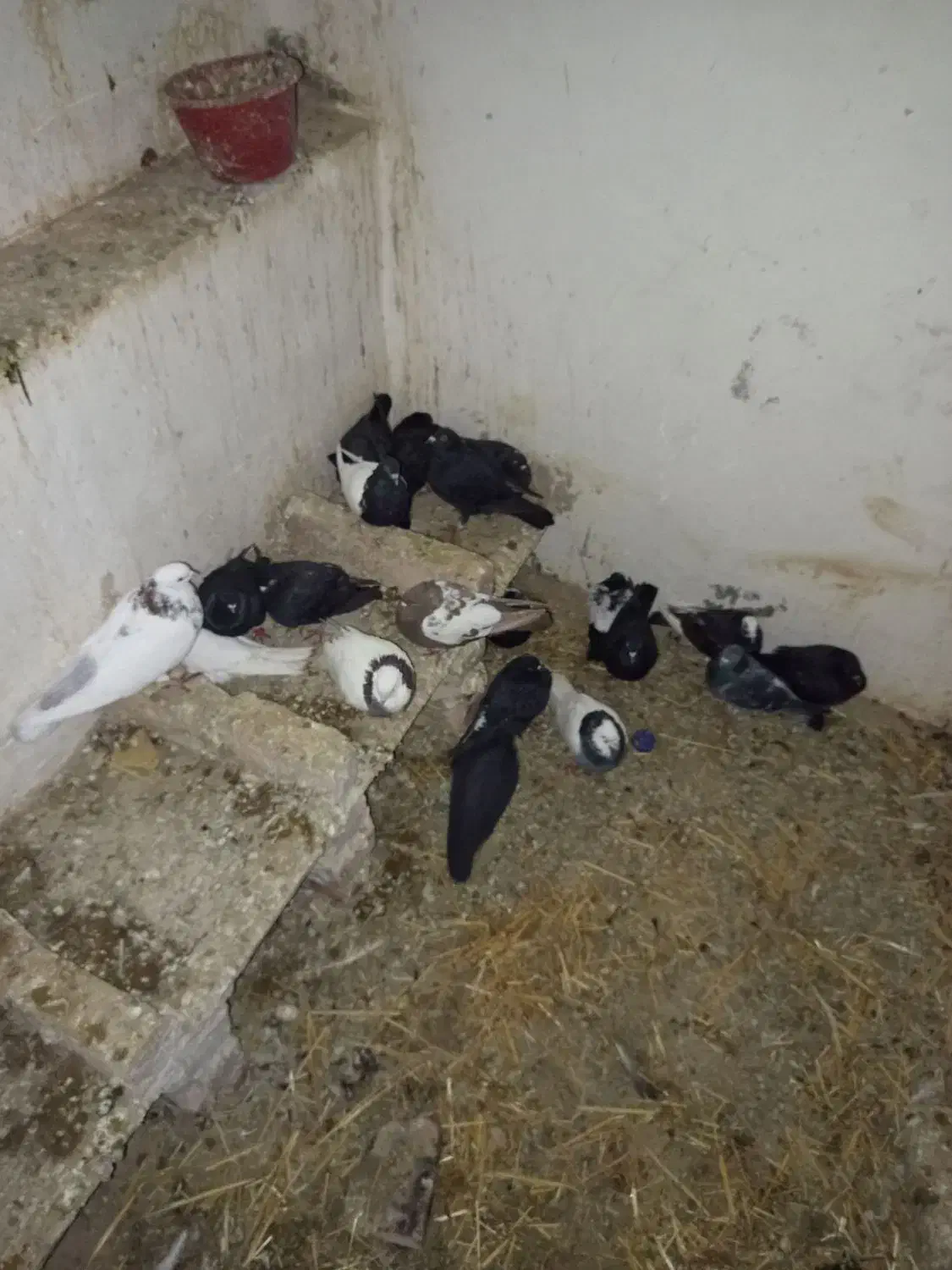 کبوتر 170|پرنده|رضویه, |دیوار