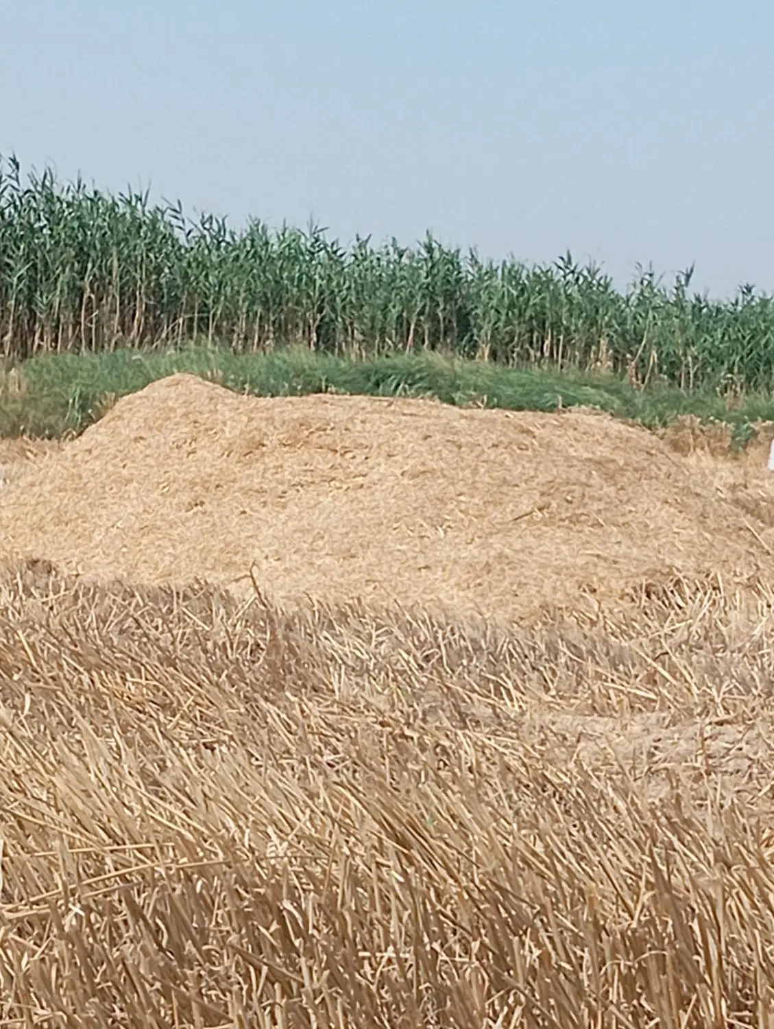کاه|گل و گیاه طبیعی|شوشتر, |دیوار
