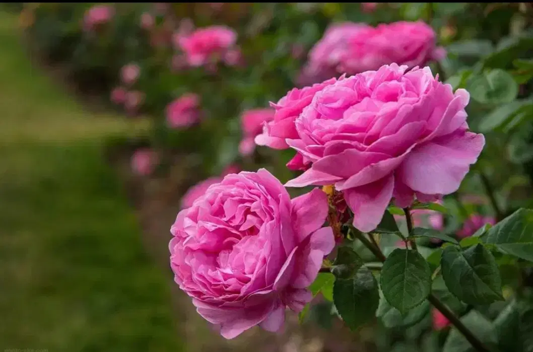 گل محمدی|گل و گیاه طبیعی|خزل, |دیوار