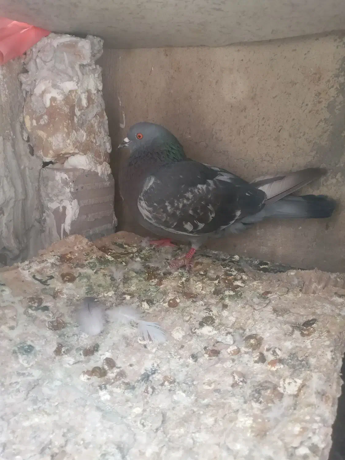 کبوتر|پرنده|کوهدشت, |دیوار