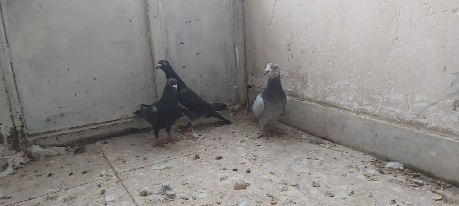 کفتر|پرنده|فسا, |دیوار