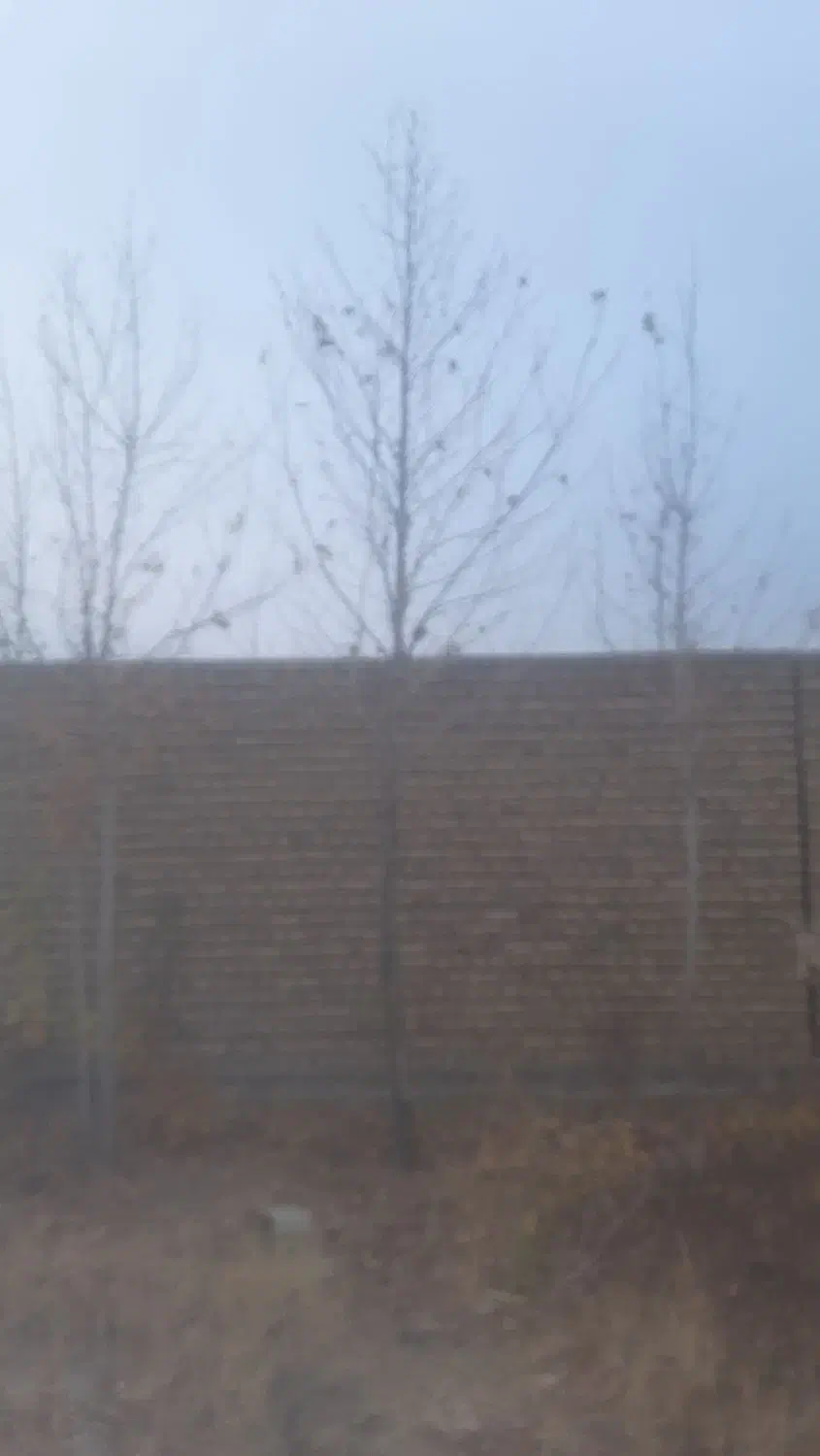 درخت چنار|حراج|مشهد, ویلاشهر|دیوار