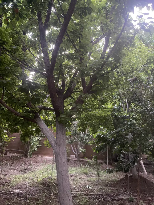 باغ|فروش خانه و ویلا|لنجان, |دیوار