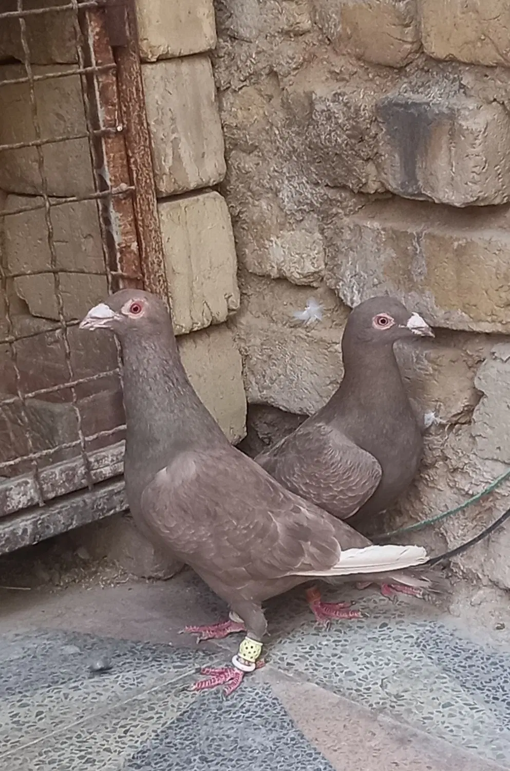 کبوتر|پرنده|شیراز, شهرک صادقیه|دیوار