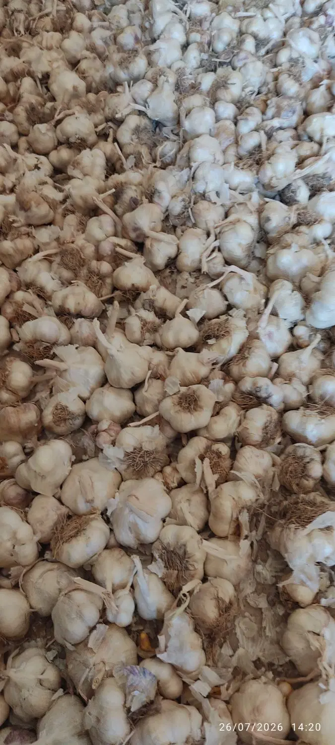 سیر|خوردنی و آشامیدنی|بزینه رود, |دیوار