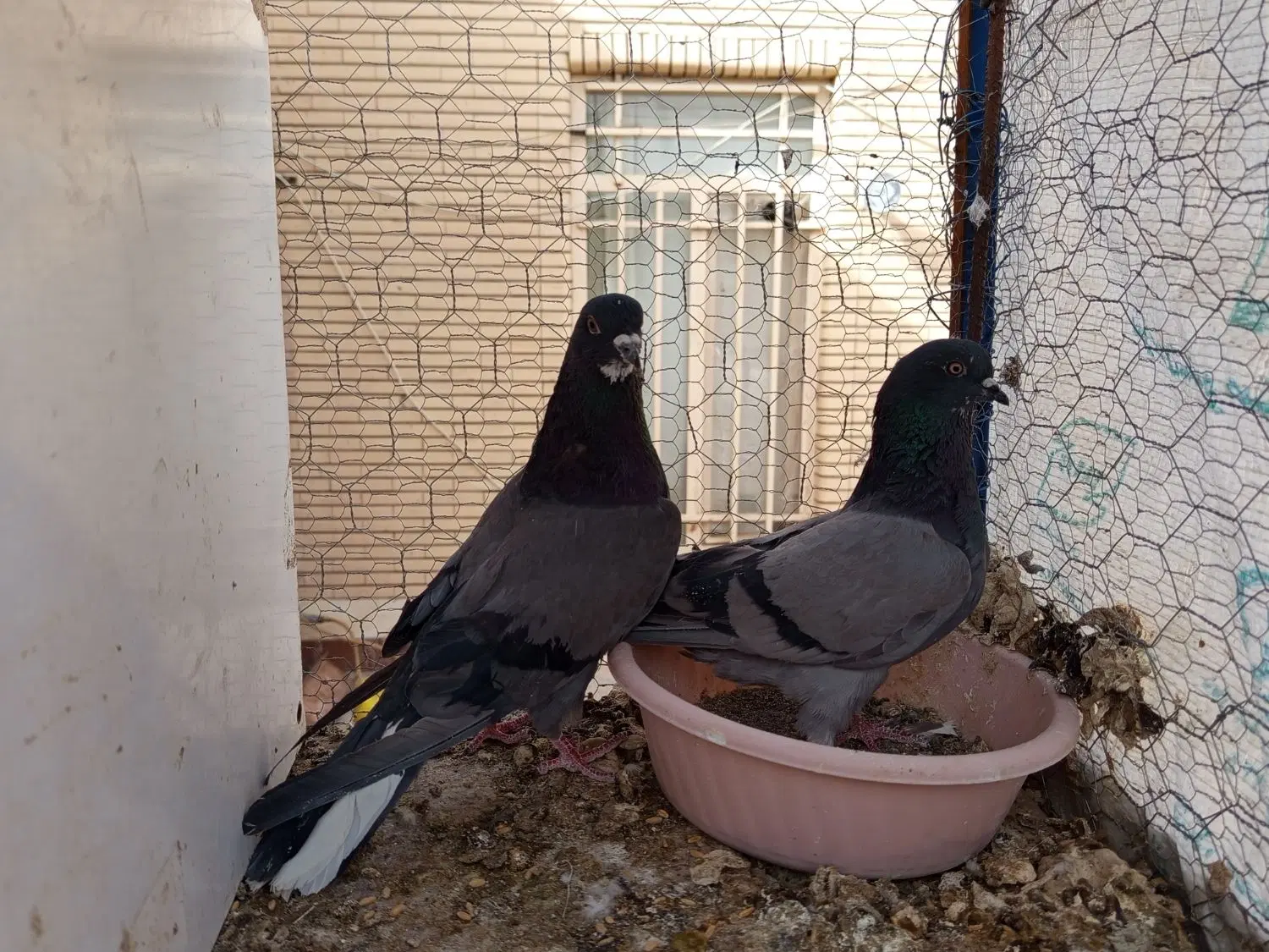 کبوتر|پرنده|سیرجان, |دیوار