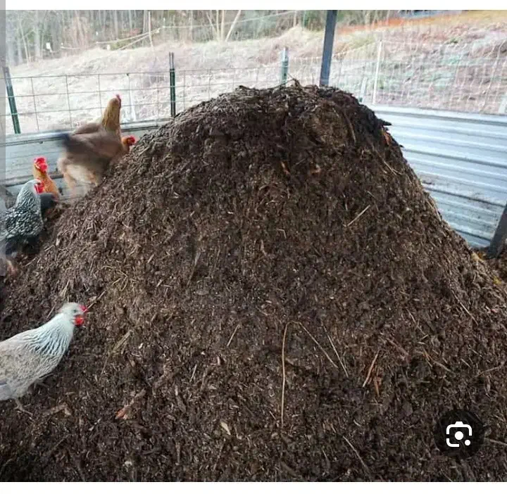 کودمرغ|خدمات باغبانی و درختکاری|تربت‌حیدریه, منظر|دیوار