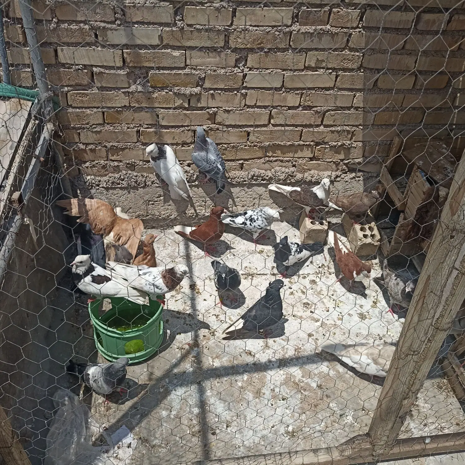کفتر|پرنده|باوی, |دیوار