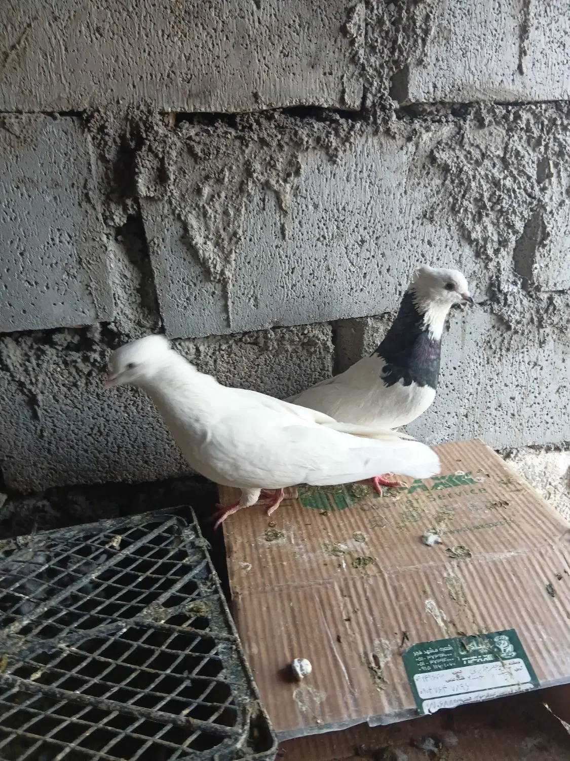 کبوتر|پرنده|خرمشهر, |دیوار