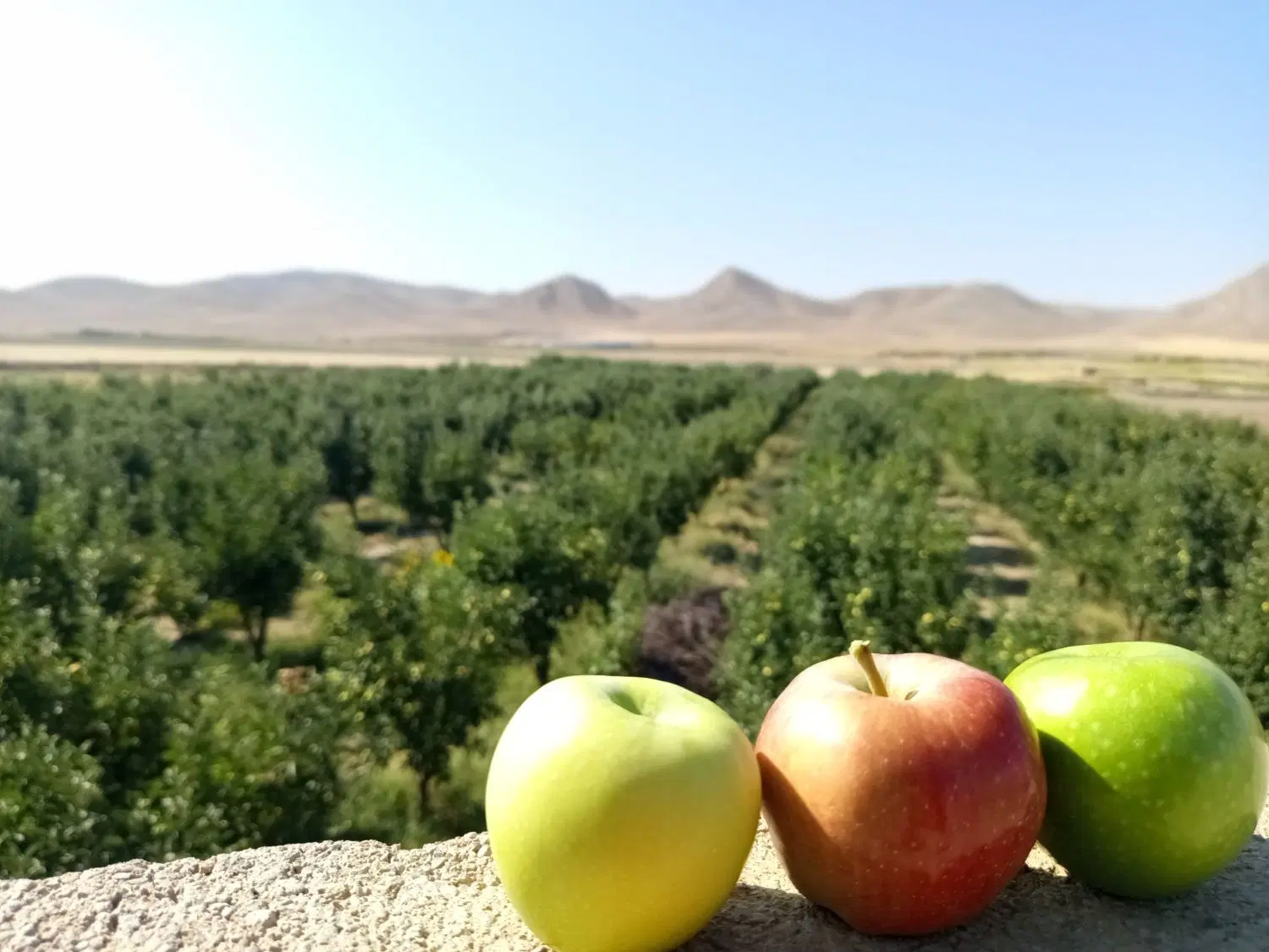 سیب|خوردنی و آشامیدنی|شیروان (خراسان), |دیوار