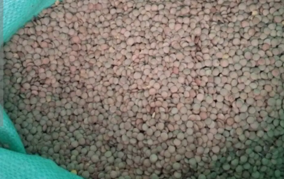 عدس محلی|خوردنی و آشامیدنی|چرام, |دیوار