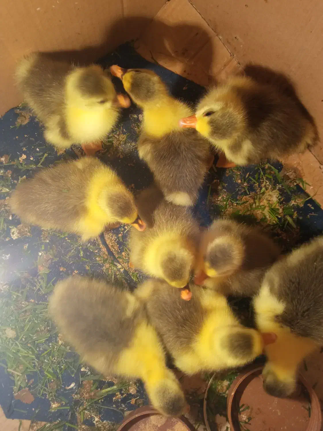 بچه غاز|حیوانات مزرعه|رشت, حومه رشت|دیوار