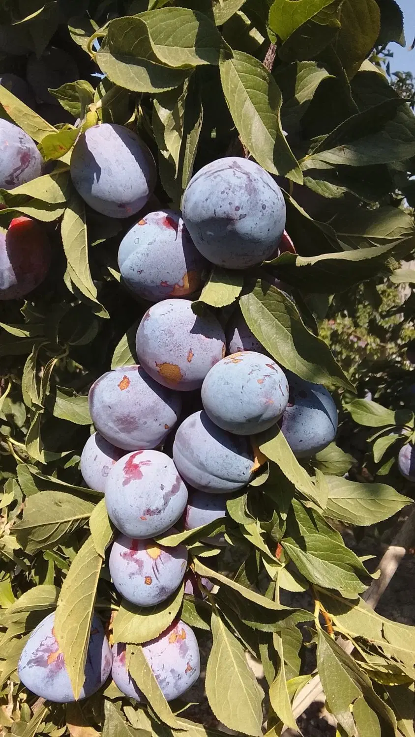 کود|گل و گیاه طبیعی|ارومیه, |دیوار