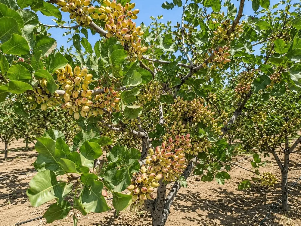 پسته USB|خدمات باغبانی و درختکاری|خوی, |دیوار