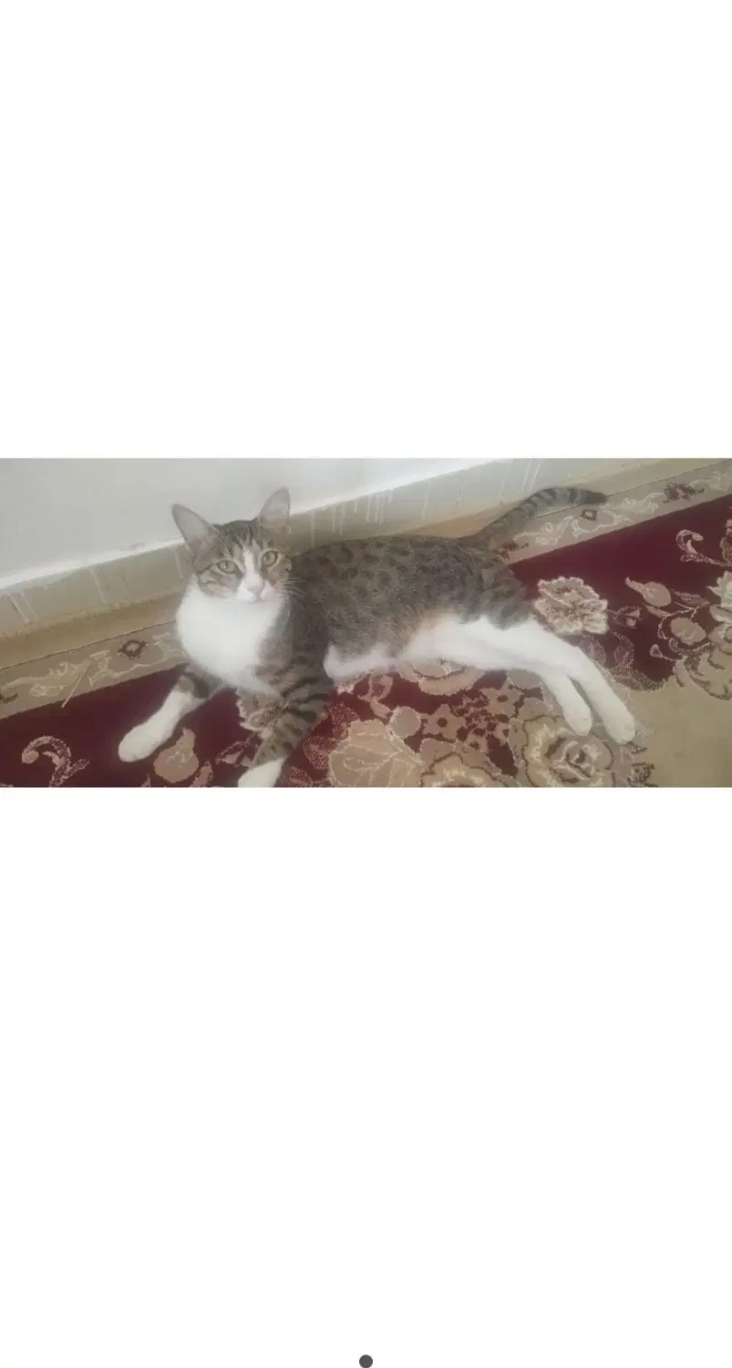 گربه|گربه|خمین, |دیوار