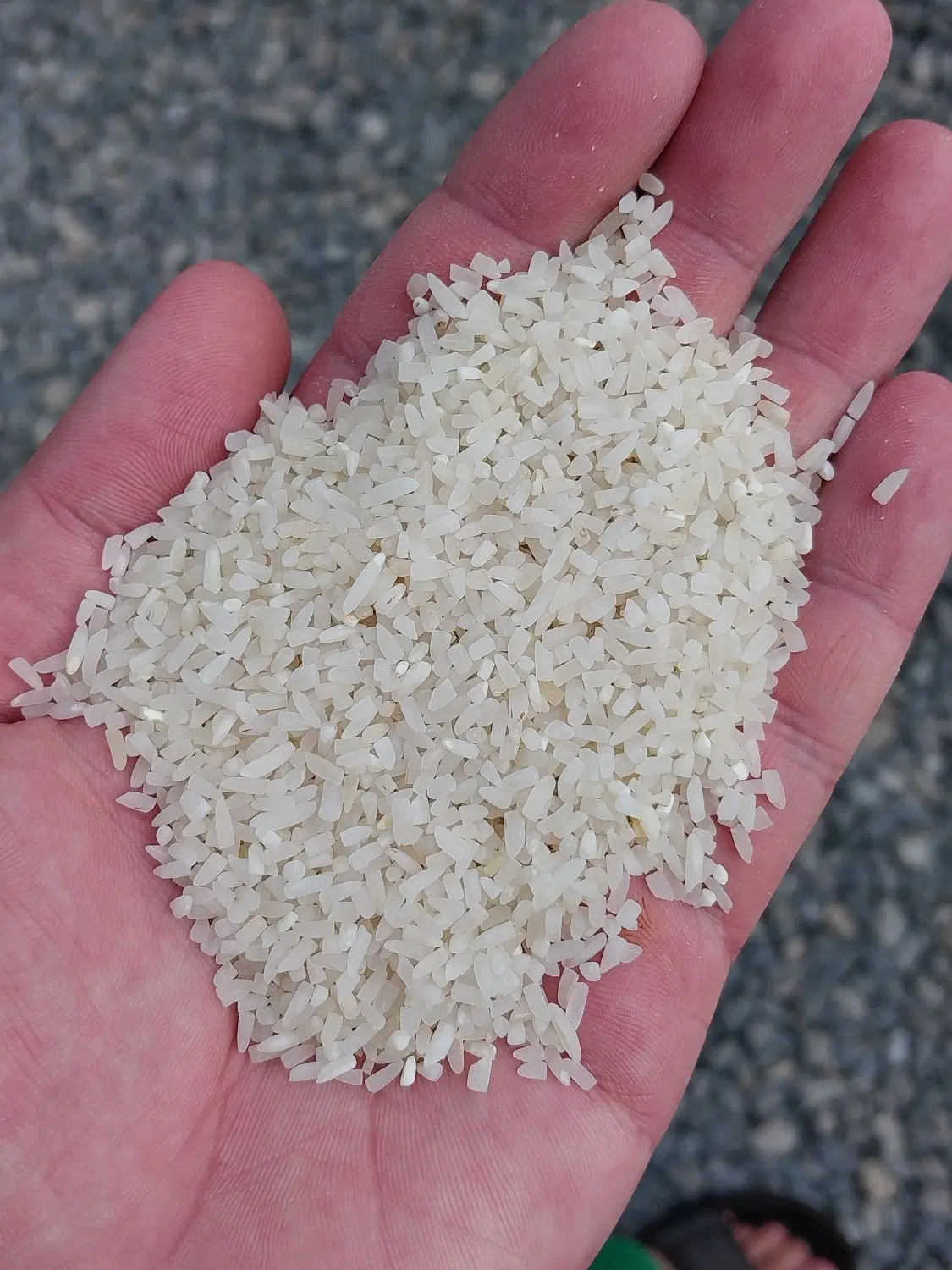 برنج|خوردنی و آشامیدنی|بابکان, |دیوار